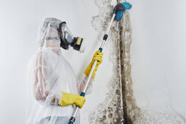 Best Attic Mold Removal  in Day Heights, OH
