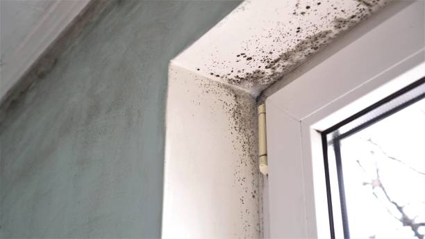 Best Black Mold Removal  in Day Heights, OH