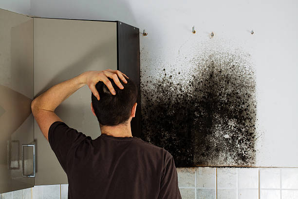 Professional Mold Removal in Day Heights, OH