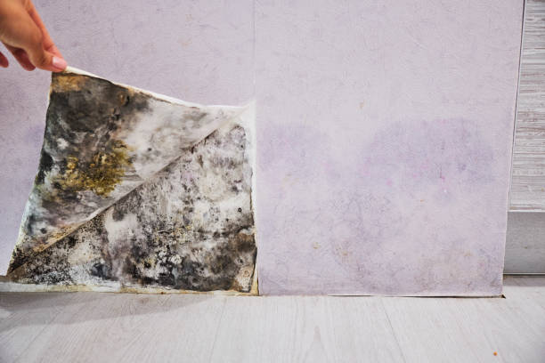 Best Mold Cleaning Services  in Day Heights, OH